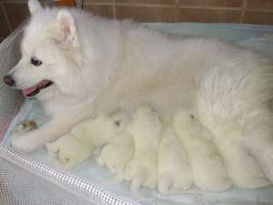 Pui Samoyed