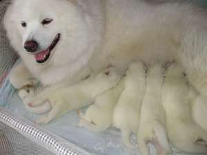 Pui Samoyed