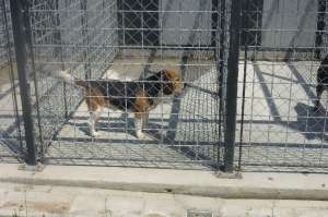 Ofer Beagle