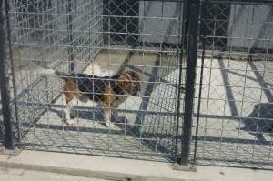Ofer Beagle