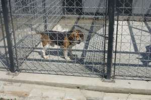 Ofer Beagle