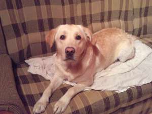 Ofer Labrador Retriever Crem pt monta - CONSTANTA