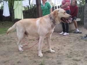 Ofer Labrador Retriever Crem pt monta - CONSTANTA