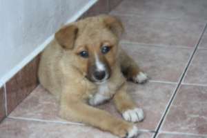 Ofer pui de catel