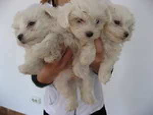 bichon maltese de vanzare
