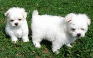 bichon maltese de vanzare