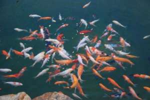 VAND CRAPI JAPONEZI / KOI