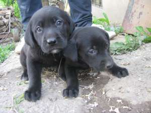 vand pui de labrador retriever