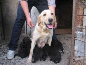 vand pui de labrador retriever