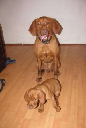 vand urgent vizsla maghiara