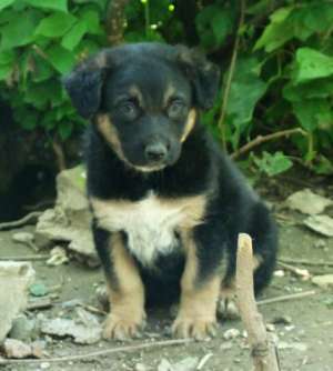 Catei metisi spre adoptie