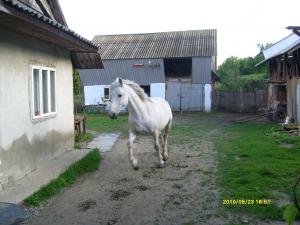 vand iapa semigrea