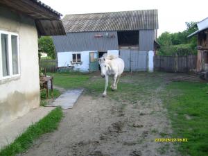 vand iapa semigrea