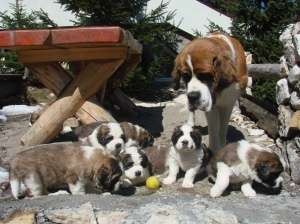 Vand pui de Saint Bernard