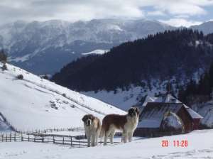 Vand pui de Saint Bernard