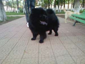 vand femela chow chow