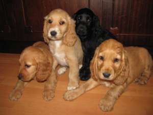 Cocker Spaniel