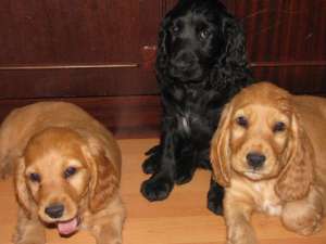 Cocker Spaniel