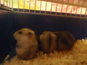 Vand Hamsterii Piticii