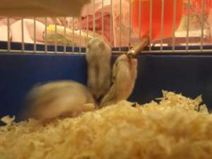 Vand Hamsterii Piticii