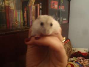 Vand Hamsterii Piticii