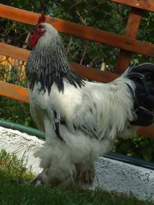 VAND COCOS BRAHMA HERMINAT DESCHIS