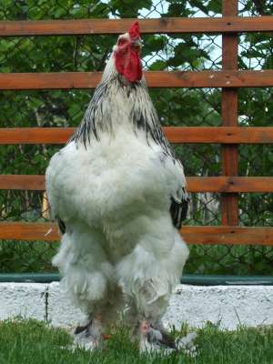 VAND COCOS BRAHMA HERMINAT DESCHIS