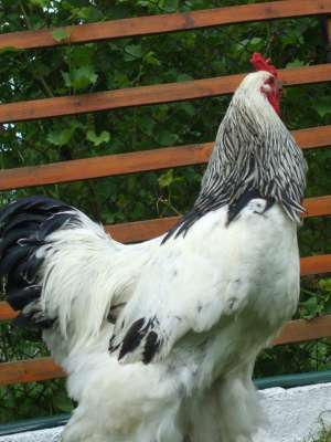VAND COCOS BRAHMA HERMINAT DESCHIS