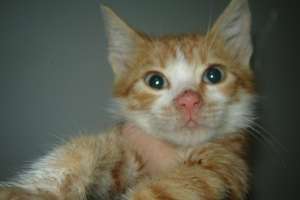 finn, motanel portocaliu, mic,  vaccinat