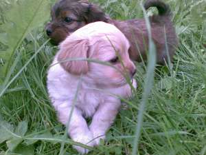 VAND CAINI RASA LHASA APSO