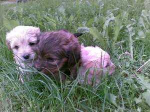 VAND CAINI RASA LHASA APSO