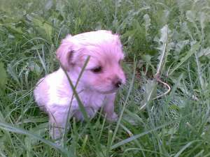 VAND CAINI RASA LHASA APSO