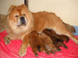vand pui de chow chow cu pedigree