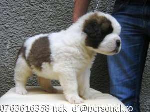 Pui SAINT BERNARD de cea mai buna calitate