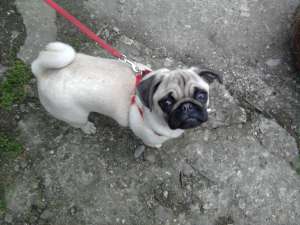 mops-pug de vanzare 6luni