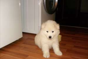 De vanzare Samoyede