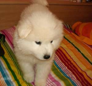 De vanzare Samoyede