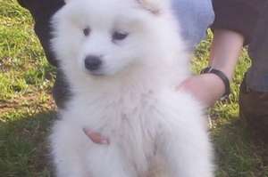 De vanzare Samoyede