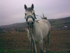 cal arab pt calarit