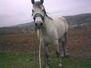 cal arab pt calarit