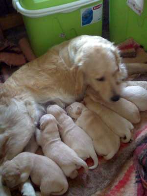 Golden Retriver