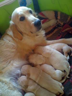 Golden Retriver