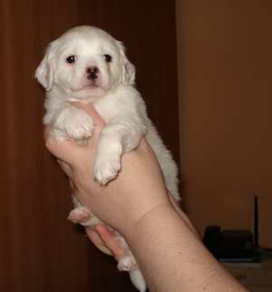 Vand BICHON HAVANEZ