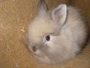 vand iepurasi:cap de leu,     angora,     teddy,     pui berbec urias