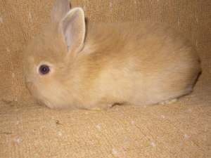 vand iepurasi:cap de leu,     angora,     teddy,     pui berbec urias