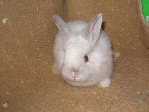 vand iepurasi:cap de leu,     angora,     teddy,     pui berbec urias