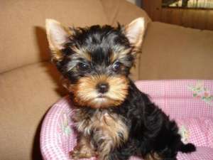 Yorkshire Terrier