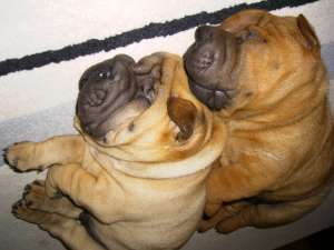 Shar Pei