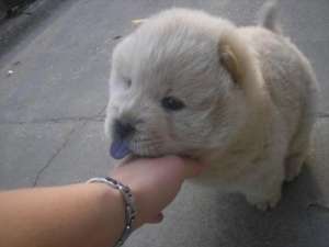 Chow Chow