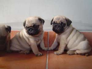 Mops
